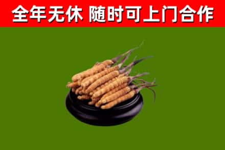 解放区回收冬虫夏草